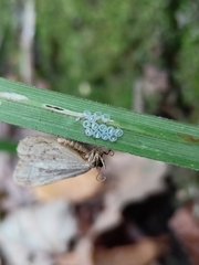 Operophtera fagata