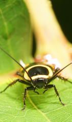 Hemithyrsocera vittata