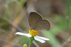 Neonympha areolatus