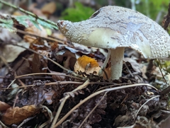 Amanita excelsa