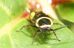 Hemithyrsocera vittata