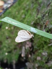 Operophtera fagata