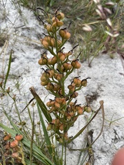Wachendorfia multiflora