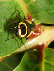Hemithyrsocera vittata