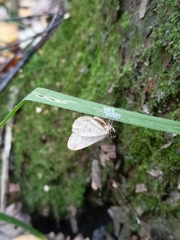 Operophtera fagata