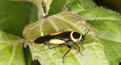 Hemithyrsocera vittata