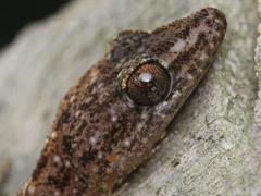 Hemidactylus parvimaculatus