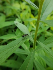 Cordilura