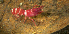 Axiopsis serratifrons