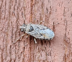 Nysius