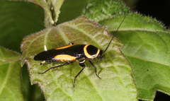Hemithyrsocera vittata