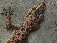 Hemidactylus parvimaculatus