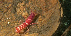 Axiopsis serratifrons
