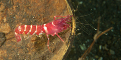 Axiopsis serratifrons