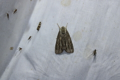 Acronicta lithospila