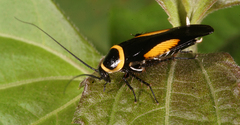 Hemithyrsocera vittata