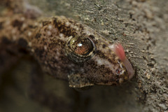 Hemidactylus parvimaculatus