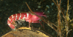 Axiopsis serratifrons