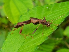 Megalotomus