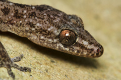 Hemidactylus parvimaculatus
