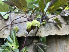 Passiflora trifasciata
