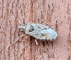 Nysius