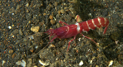 Axiopsis serratifrons
