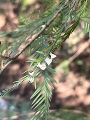 Taxodiomyia cupressi