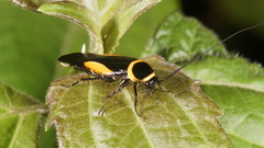 Hemithyrsocera vittata