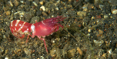 Axiopsis serratifrons