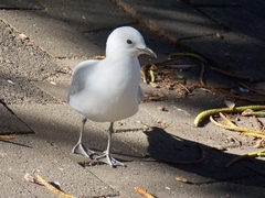 Chroicocephalus novaehollandiae scopulinus