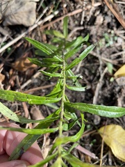 Asclepias tuberosa