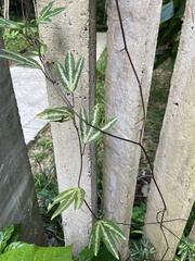 Passiflora trifasciata