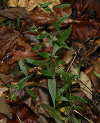Symphyotrichum lateriflorum