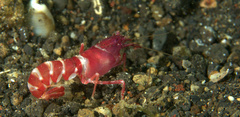 Axiopsis serratifrons