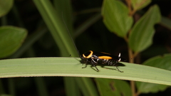 Hemithyrsocera vittata