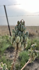 Aloe prinslooi