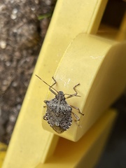 Halyomorpha halys