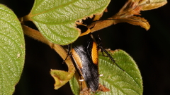 Hemithyrsocera vittata