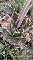 Aloe prinslooi