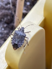 Halyomorpha halys
