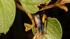 Hemithyrsocera vittata