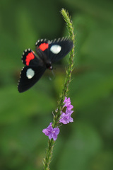 Parides