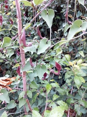 Aristolochia baetica