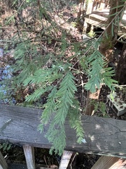 Taxodiomyia cupressi