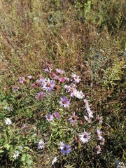 Symphyotrichum × versicolor