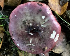 Russula atropurpurea