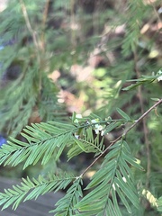 Taxodiomyia cupressi