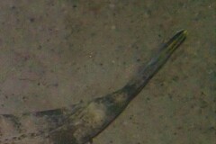 Platycephalus westraliae