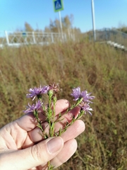 Symphyotrichum × versicolor